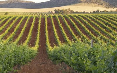 DOP Vinos del Campo de Calatrava, una esperada realidad